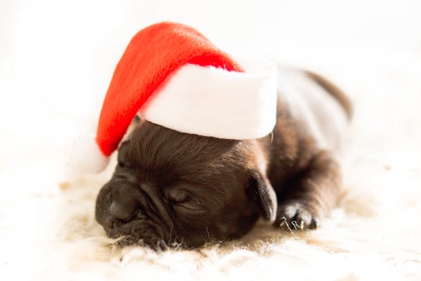 dog-christmas_ambulatorio-veterinario-san-luca_magazzino26-blog